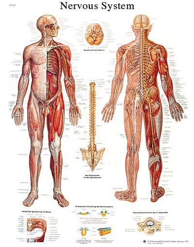 Anatomical Sticky Back Chart D900717