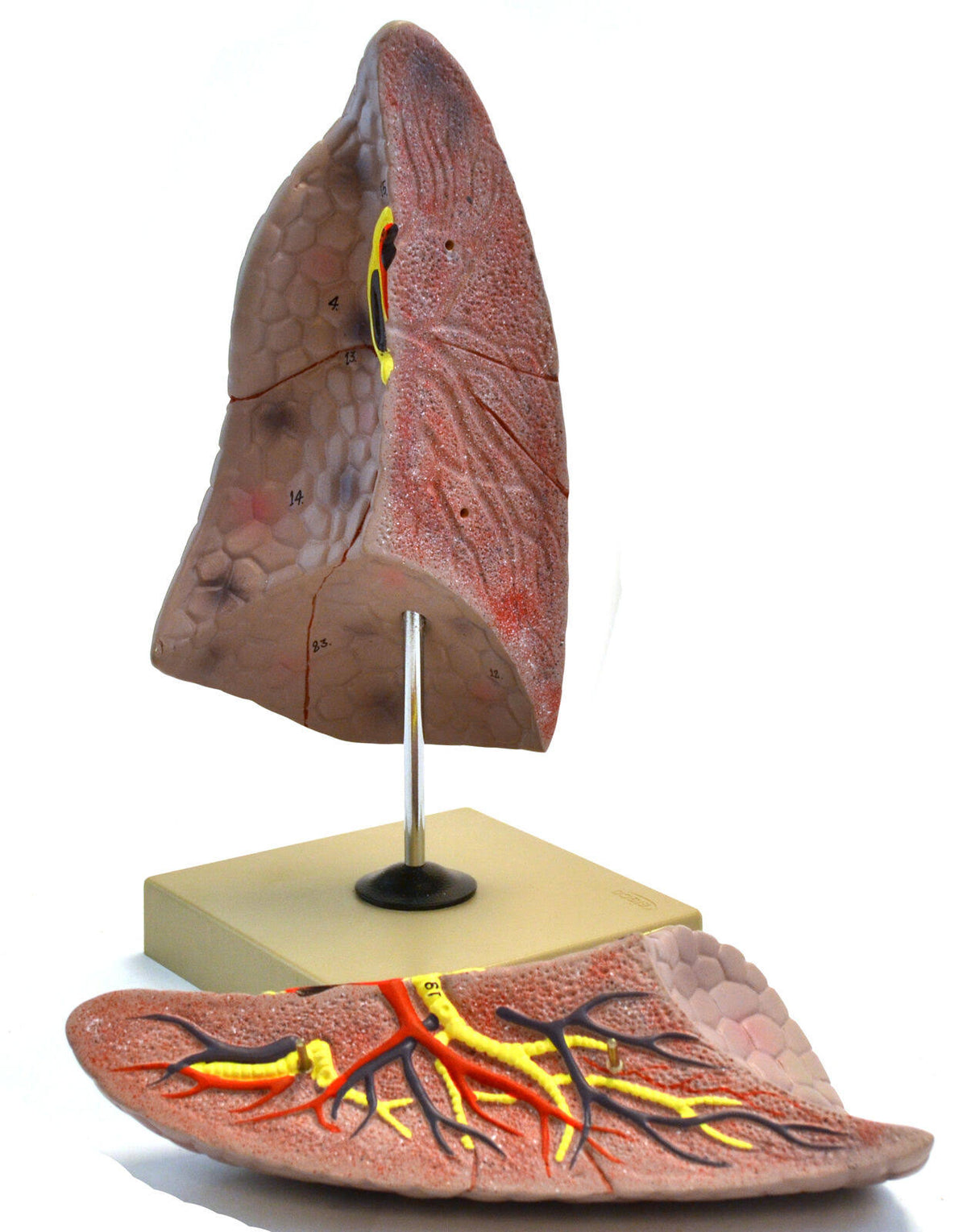 Human Right Lung Anatomical Model, 2 parts, Life size C4268