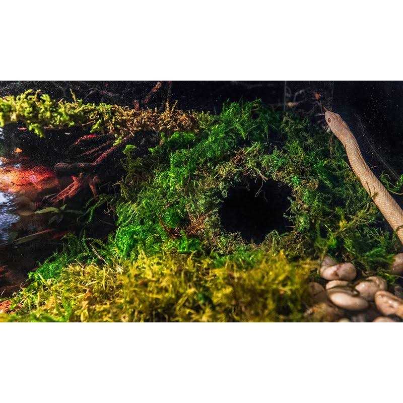 Mossy Cave P836443