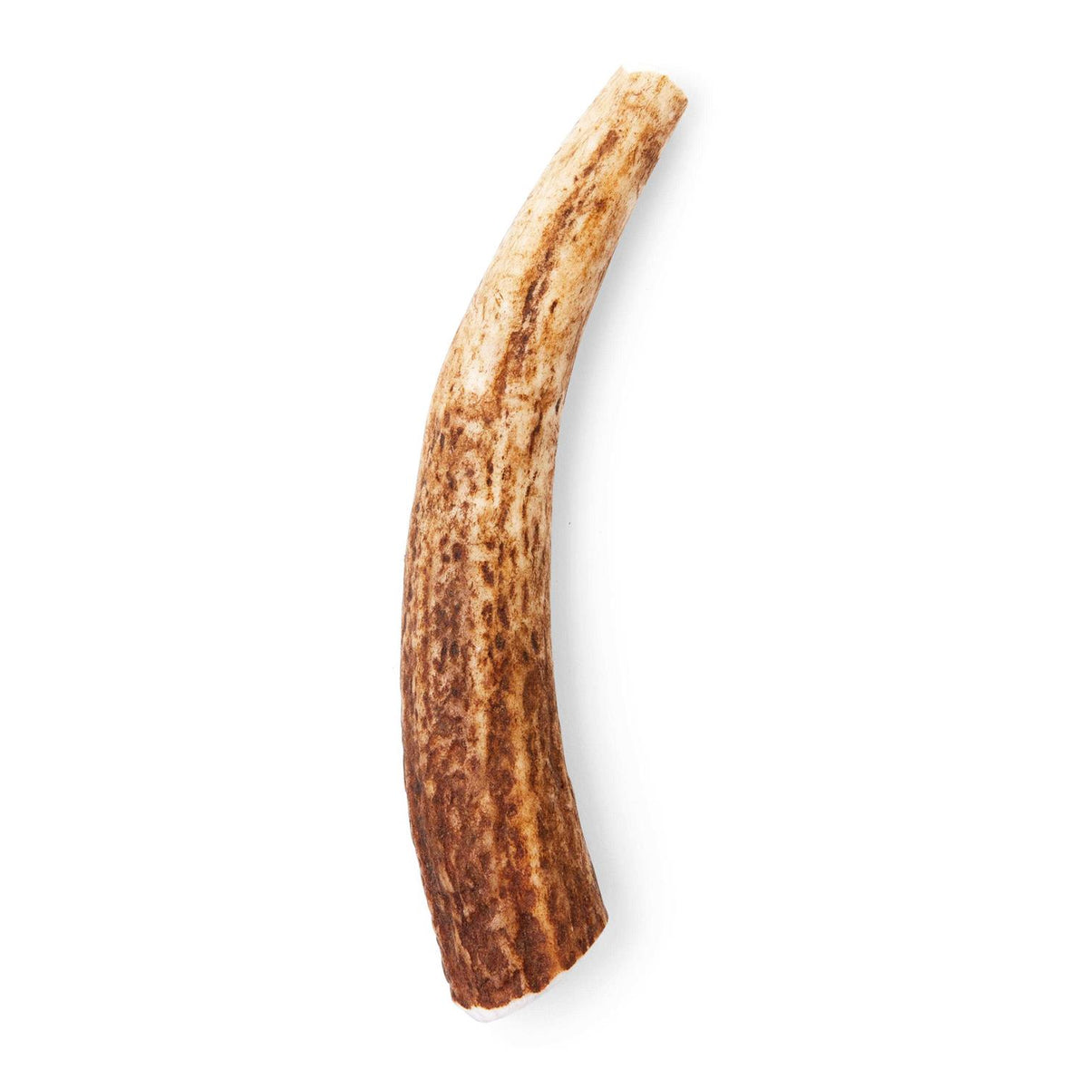 Large Whole Elk Antler Dog Chew U153