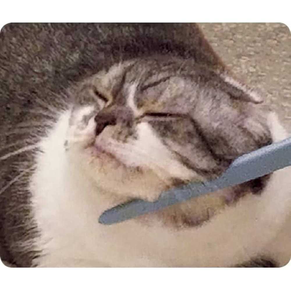 Cat Groomer H58347