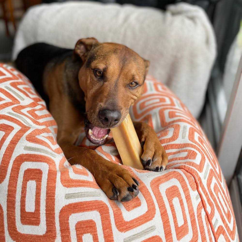 Dog Chew B22734