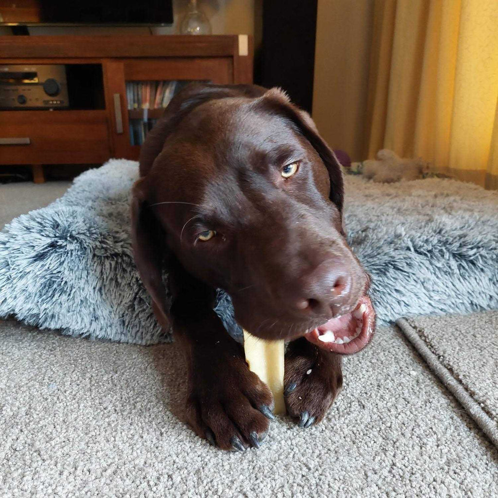 Dog Chew B22734