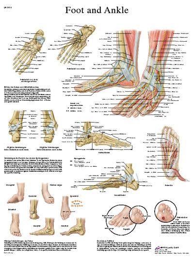 Anatomical Sticky Back Chart D900717