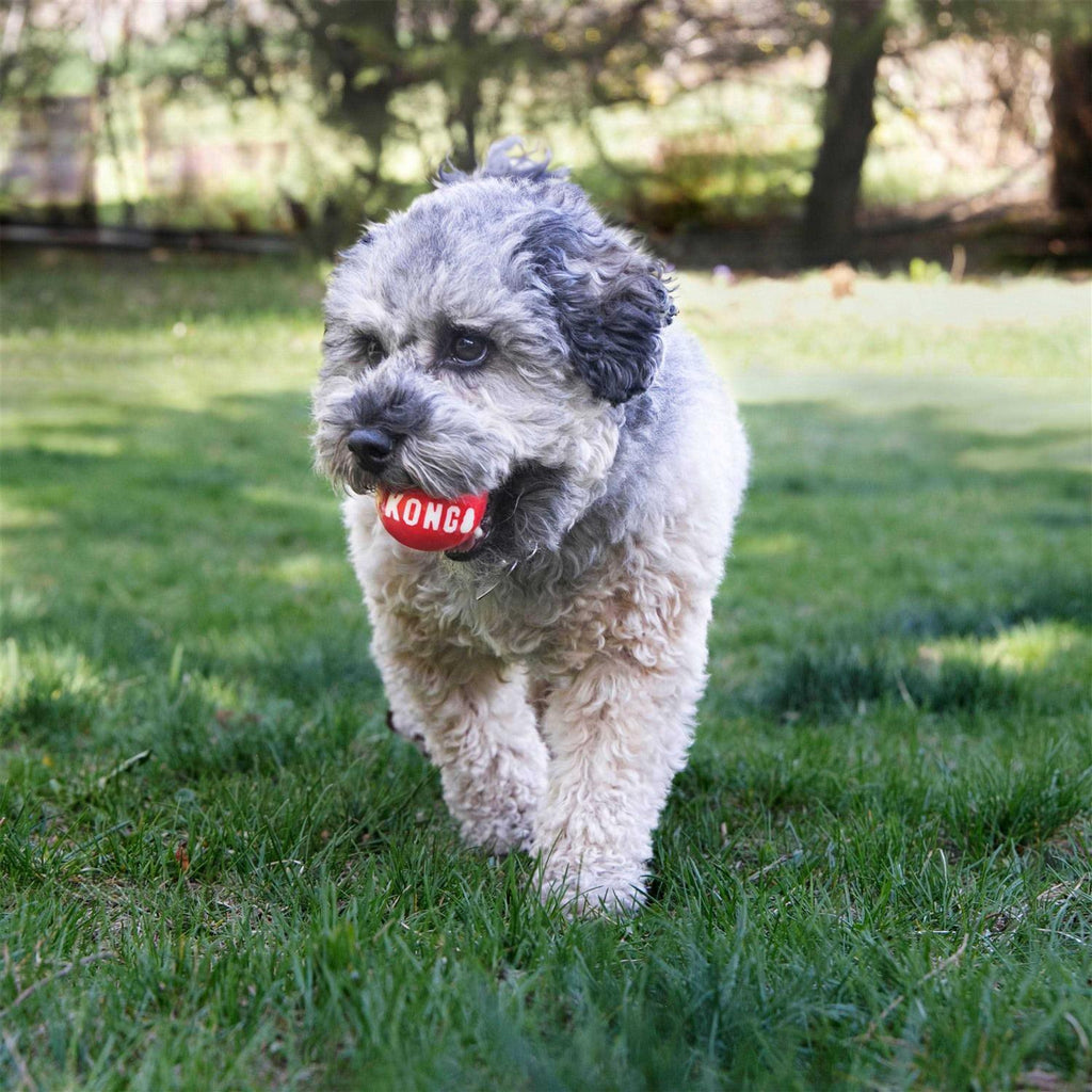 Signature Ball Dog Toy H801122