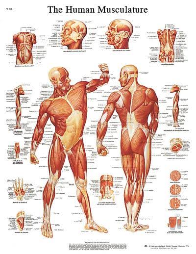 Anatomical Sticky Back Chart D900717
