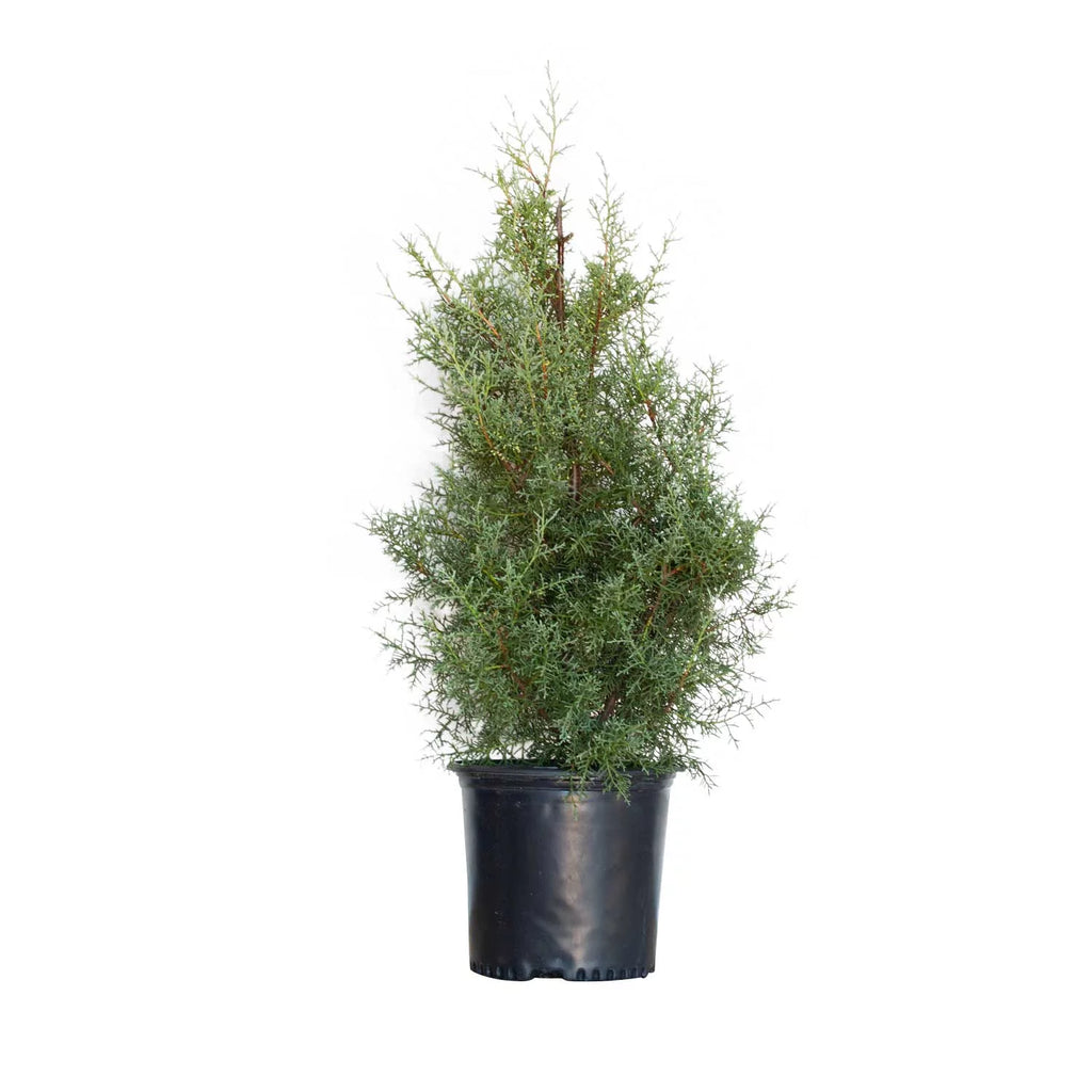 2.5 Gallon Evergreen Tree with Blue-Grey Foliage M586