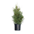 2.5 Gallon Evergreen Tree with Blue-Grey Foliage M586