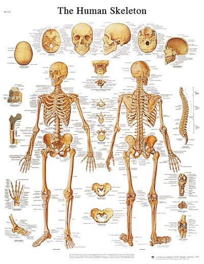 Anatomical Sticky Back Chart D900717