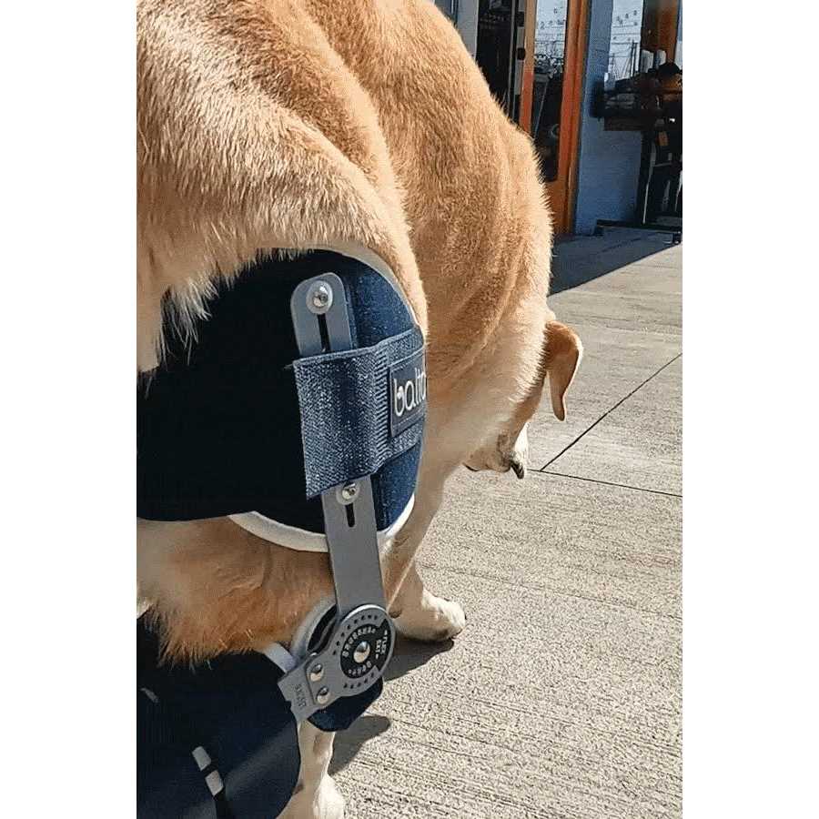 Adjustable Hinged Dog Knee Brace M9840