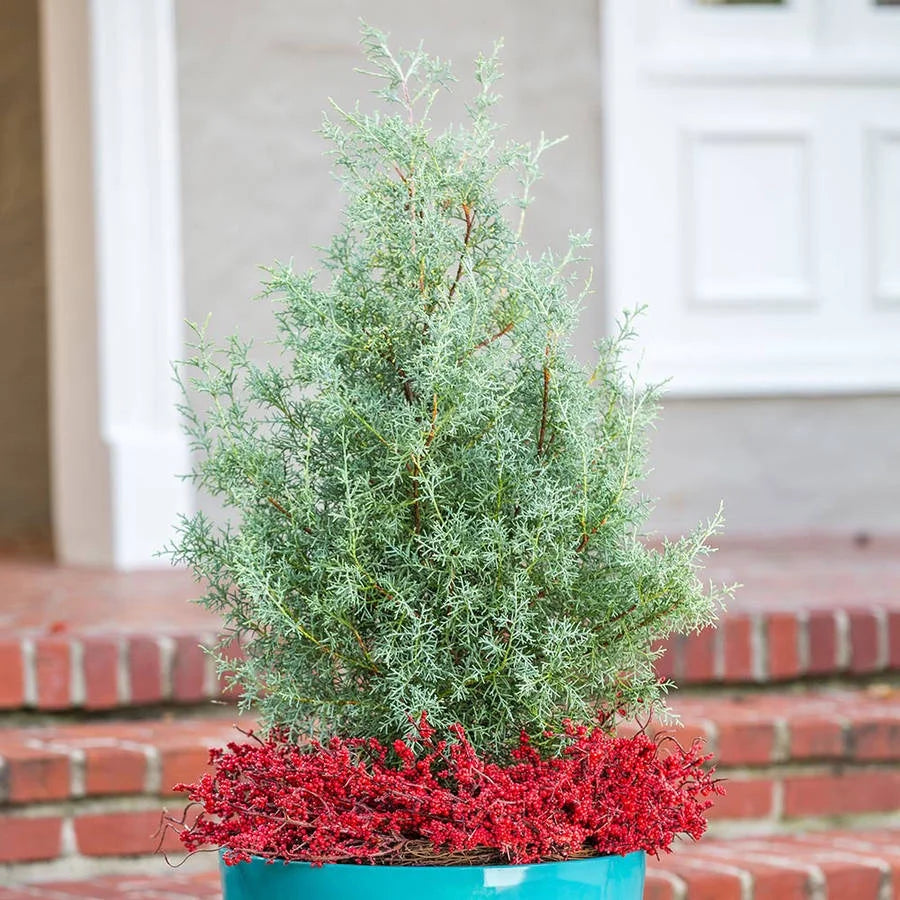 2.5 Gallon Evergreen Tree with Blue-Grey Foliage M586