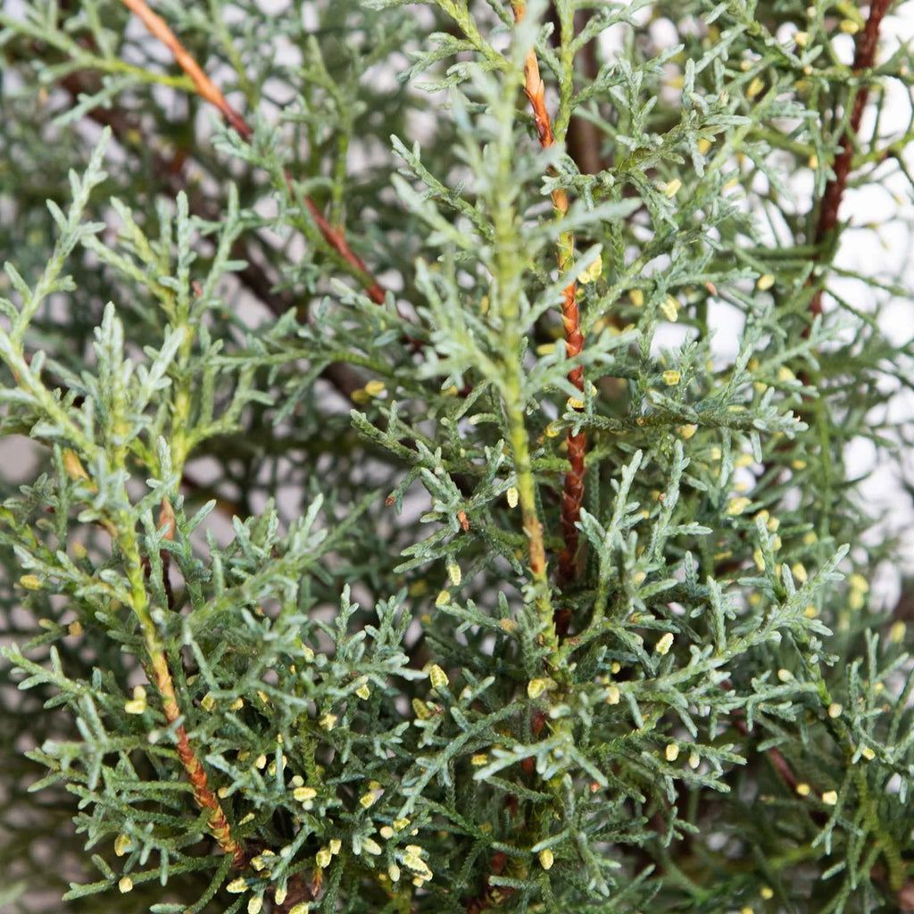 2.5 Gallon Evergreen Tree with Blue-Grey Foliage M586