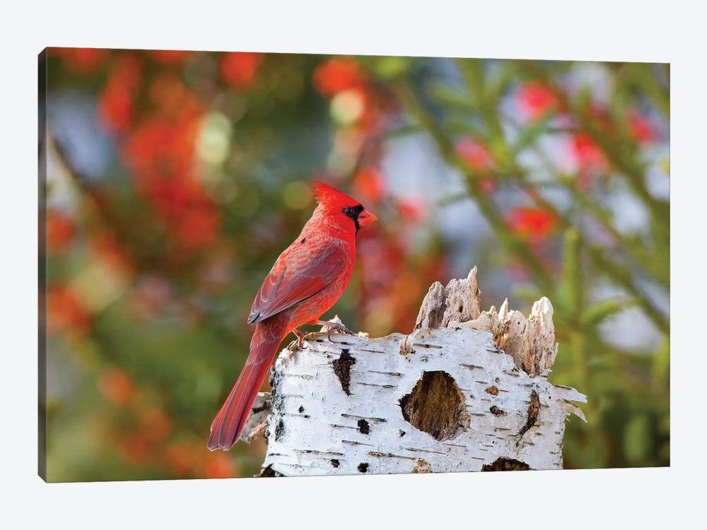 Male Northern Cardinal Canvas Art Wall Decor A233