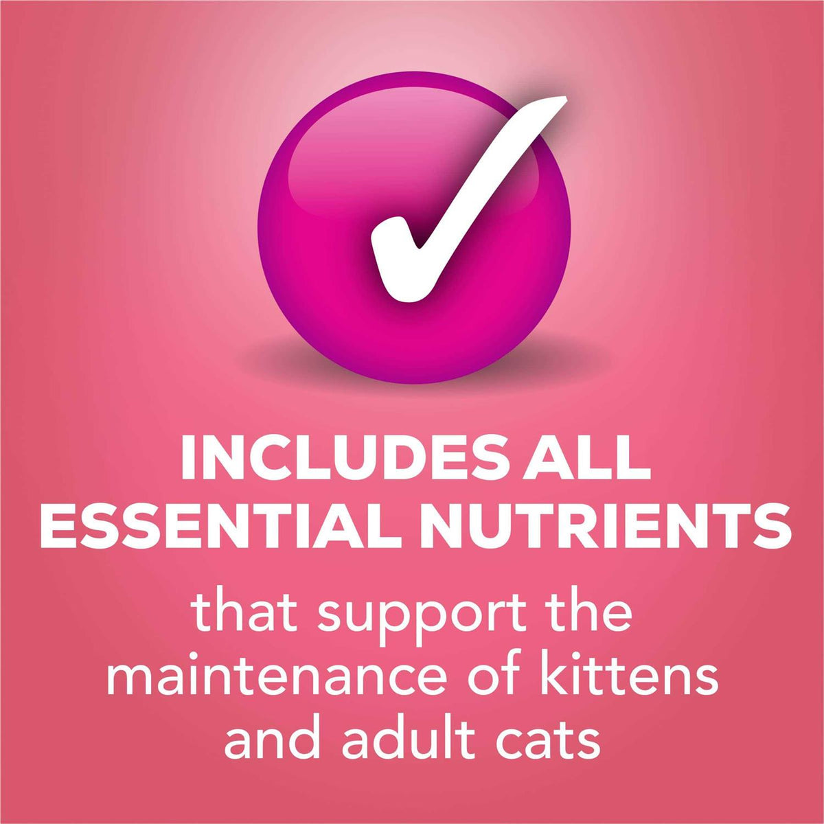 Salmon Pate Wet Cat Food O982