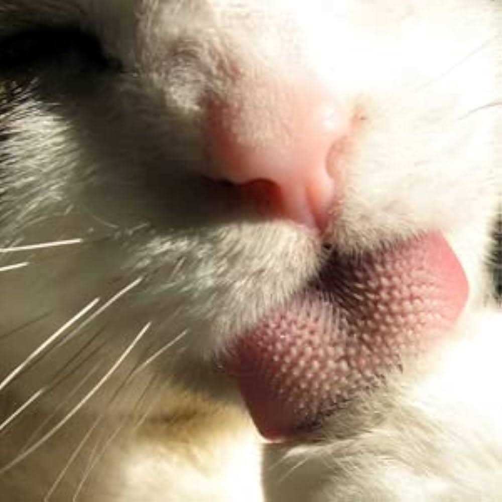 Cat Groomer H58347