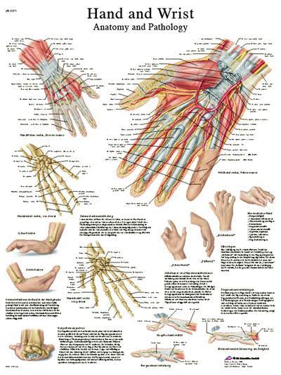 Anatomical Sticky Back Chart D900717