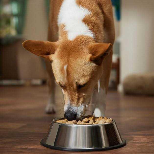 Freeze-Dried Beef Dog Food B455