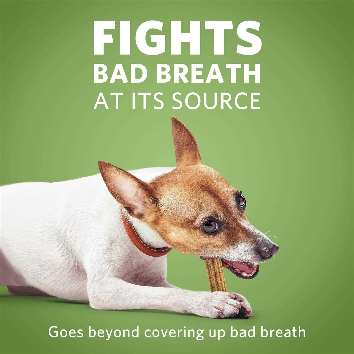 Daily Oral Care Mini Dog Chews A344
