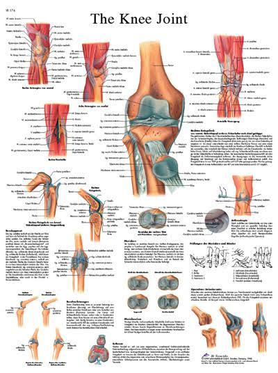 Anatomical Sticky Back Chart D900717