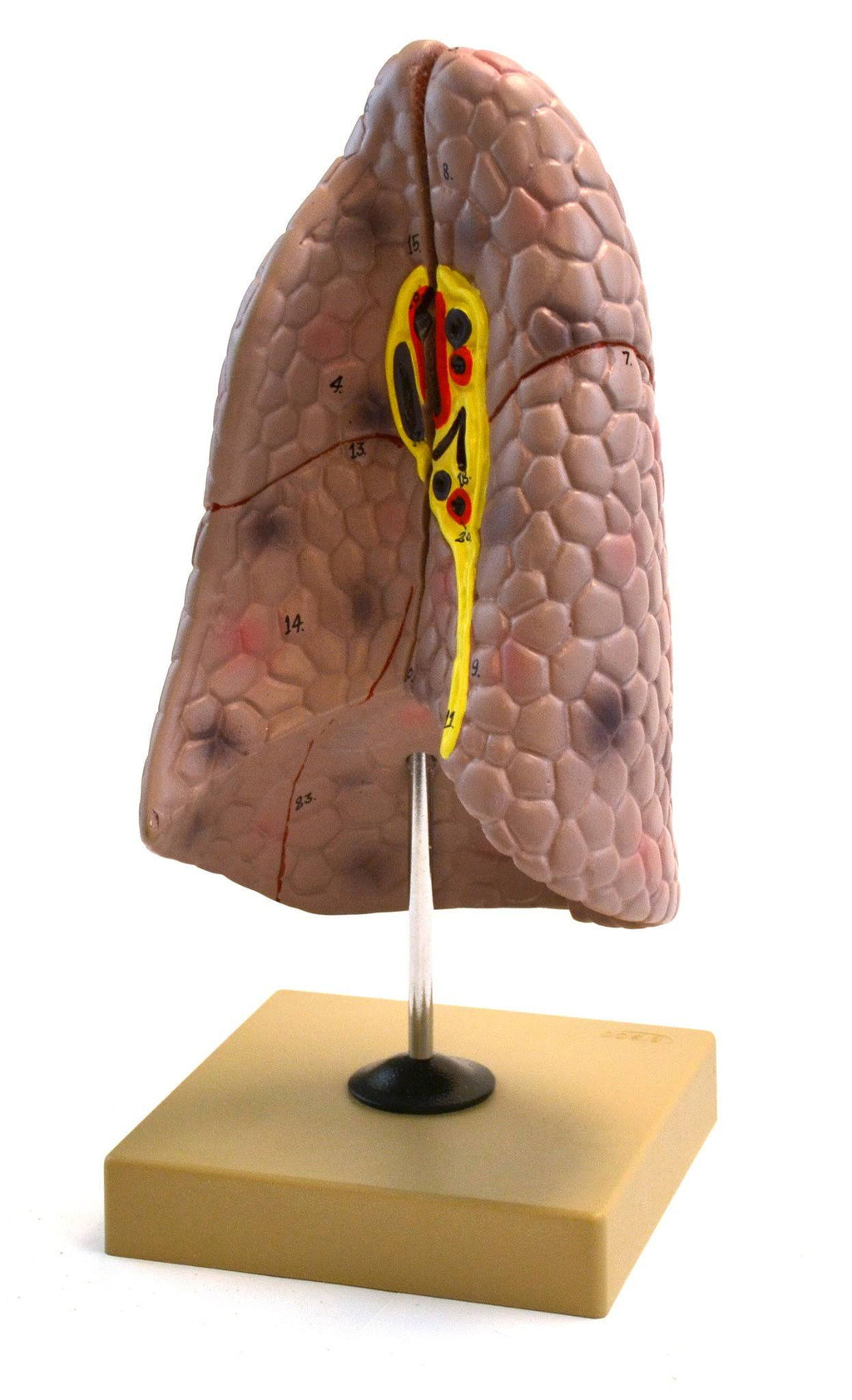 Human Right Lung Anatomical Model, 2 parts, Life size C4268