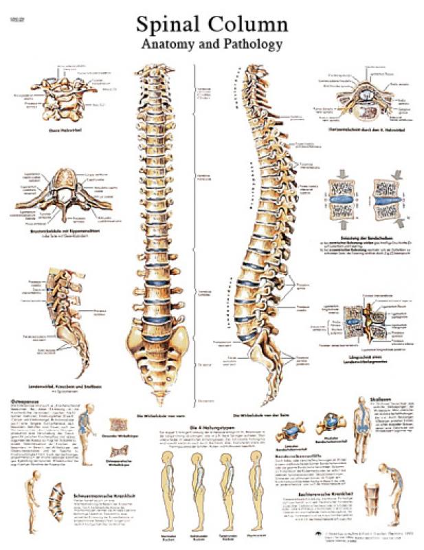 Anatomical Sticky Back Chart D900717