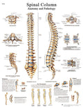Anatomical Sticky Back Chart D900717