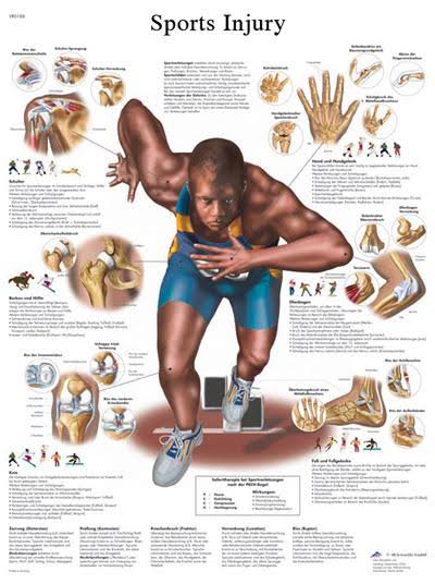 Anatomical Sticky Back Chart D900717