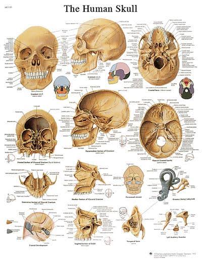 Anatomical Sticky Back Chart D900717