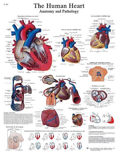 Anatomical Sticky Back Chart D900717