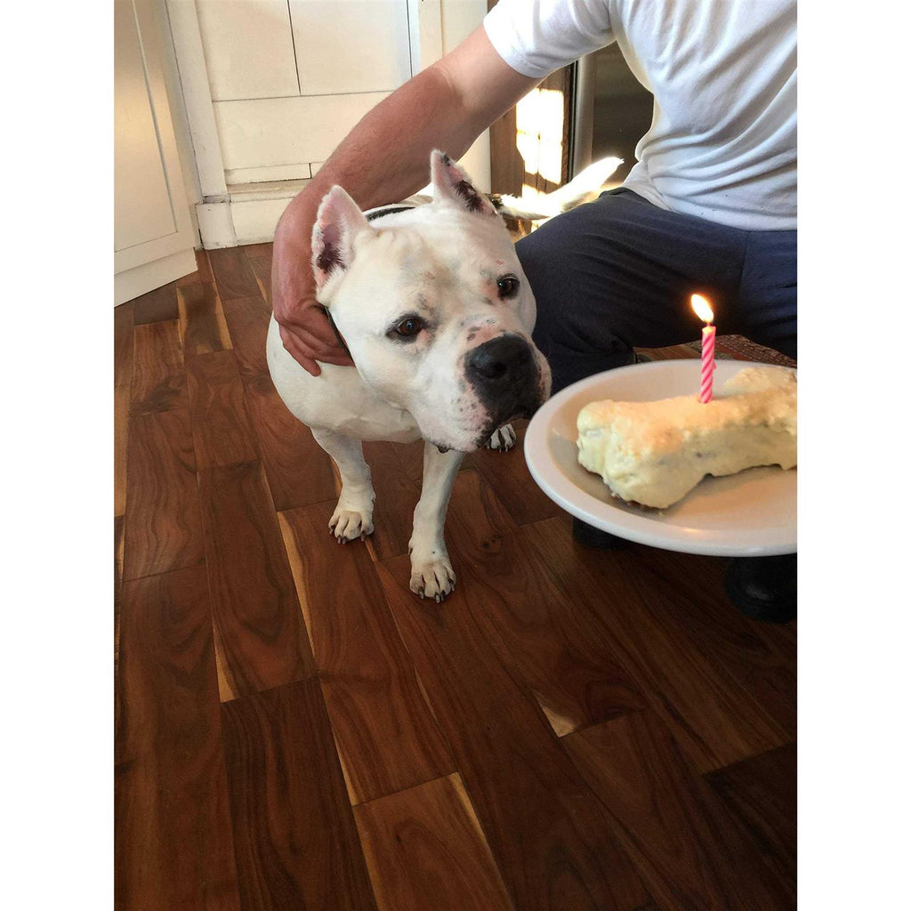 Birthday Cake Kit For Dogs D318