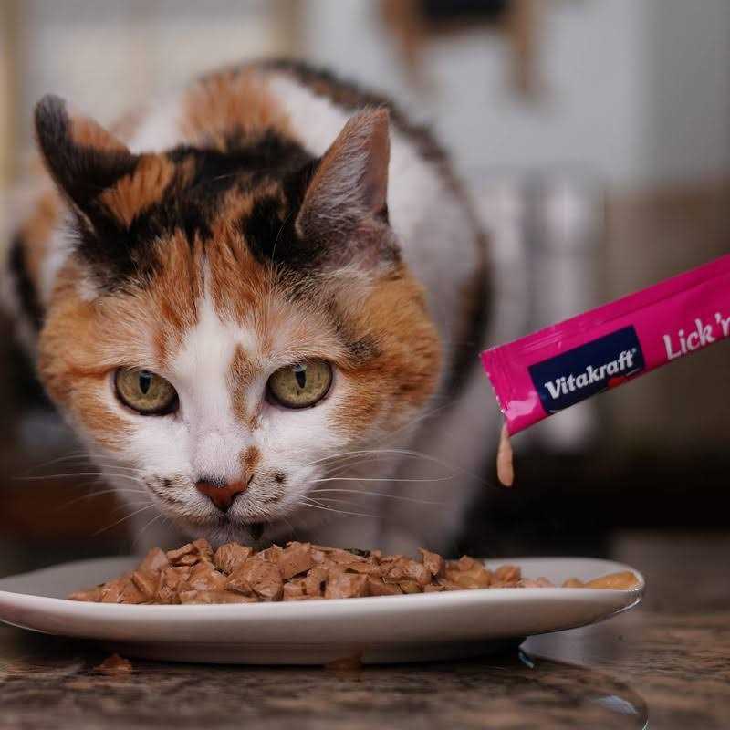 Cat Treat X108