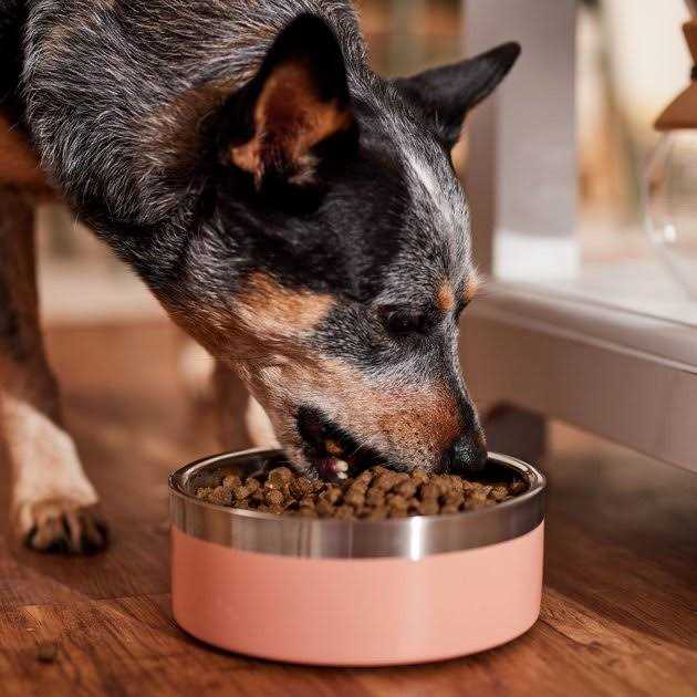 Dog Food U52690