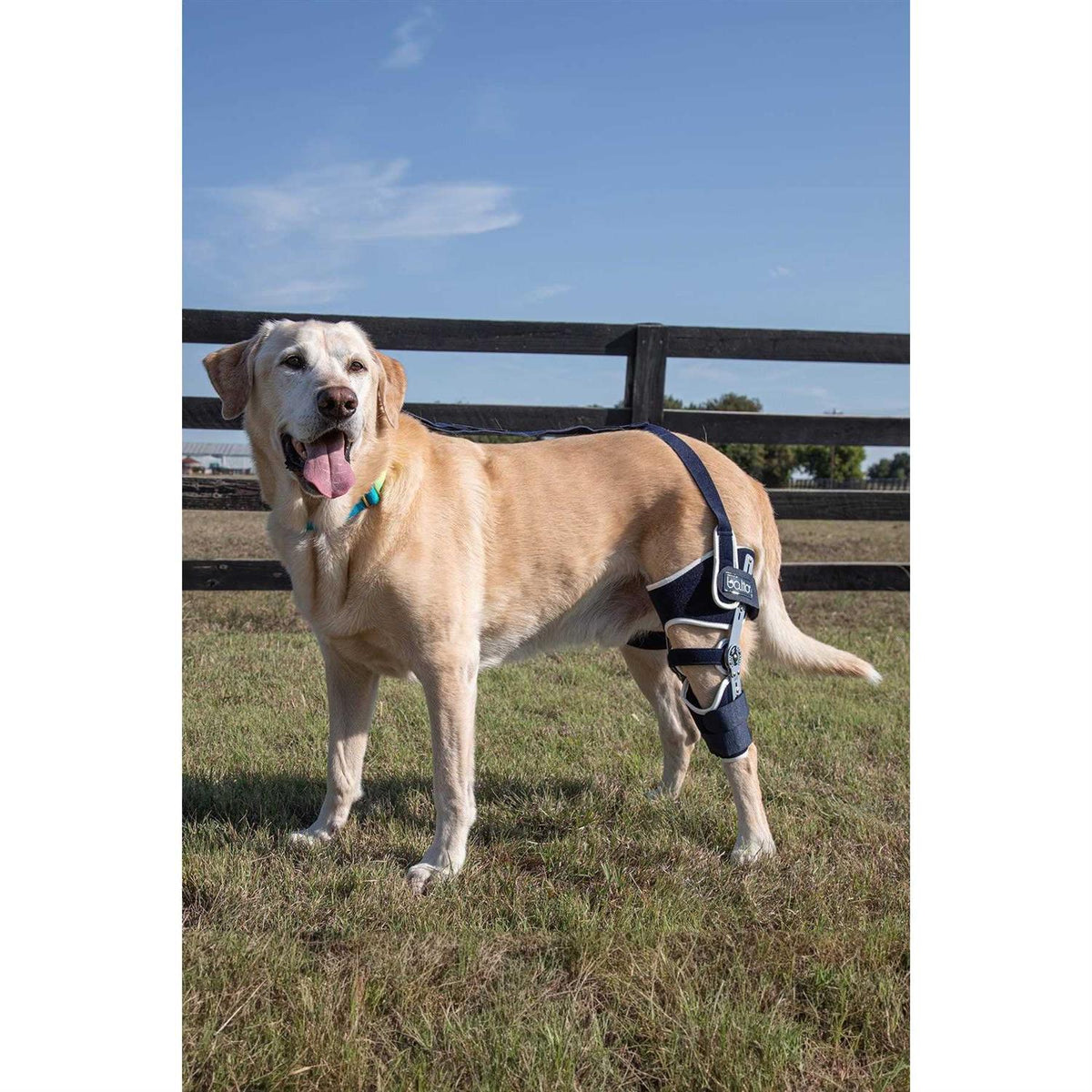 Adjustable Hinged Dog Knee Brace M9840