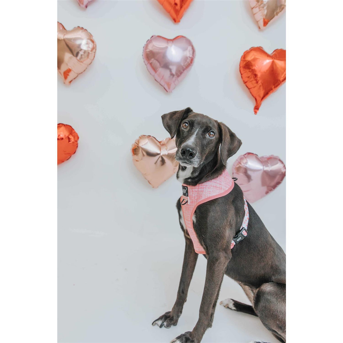 Reversible Dog Harness O8061