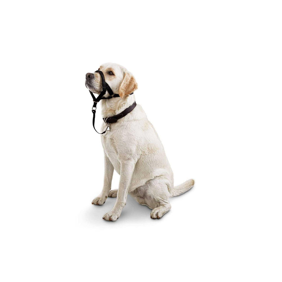 Head Halter G979972
