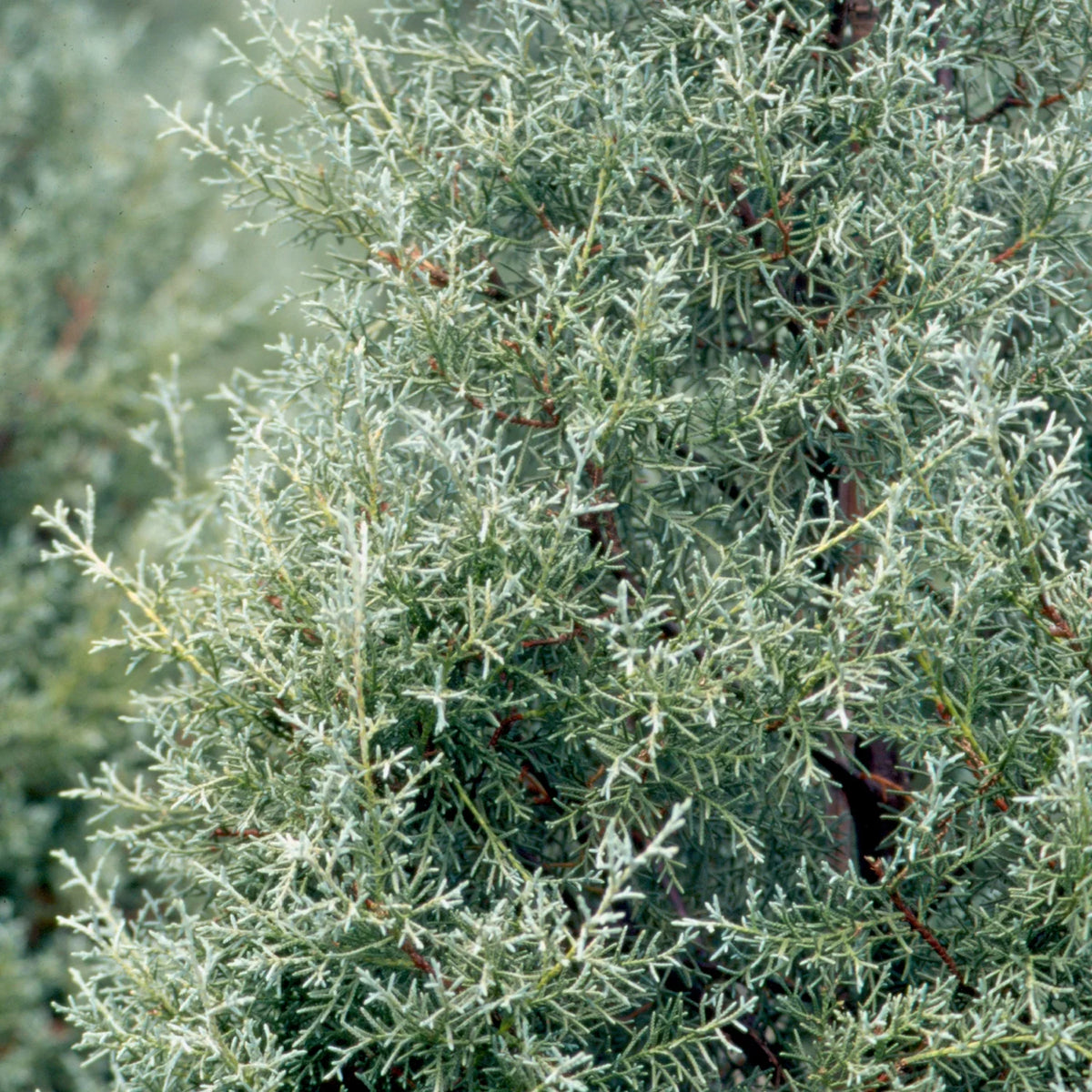 2.5 Gallon Evergreen Tree with Blue-Grey Foliage M586