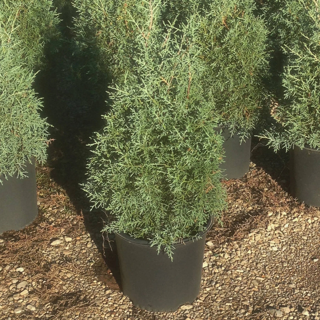 2.5 Gallon Evergreen Tree with Blue-Grey Foliage M586