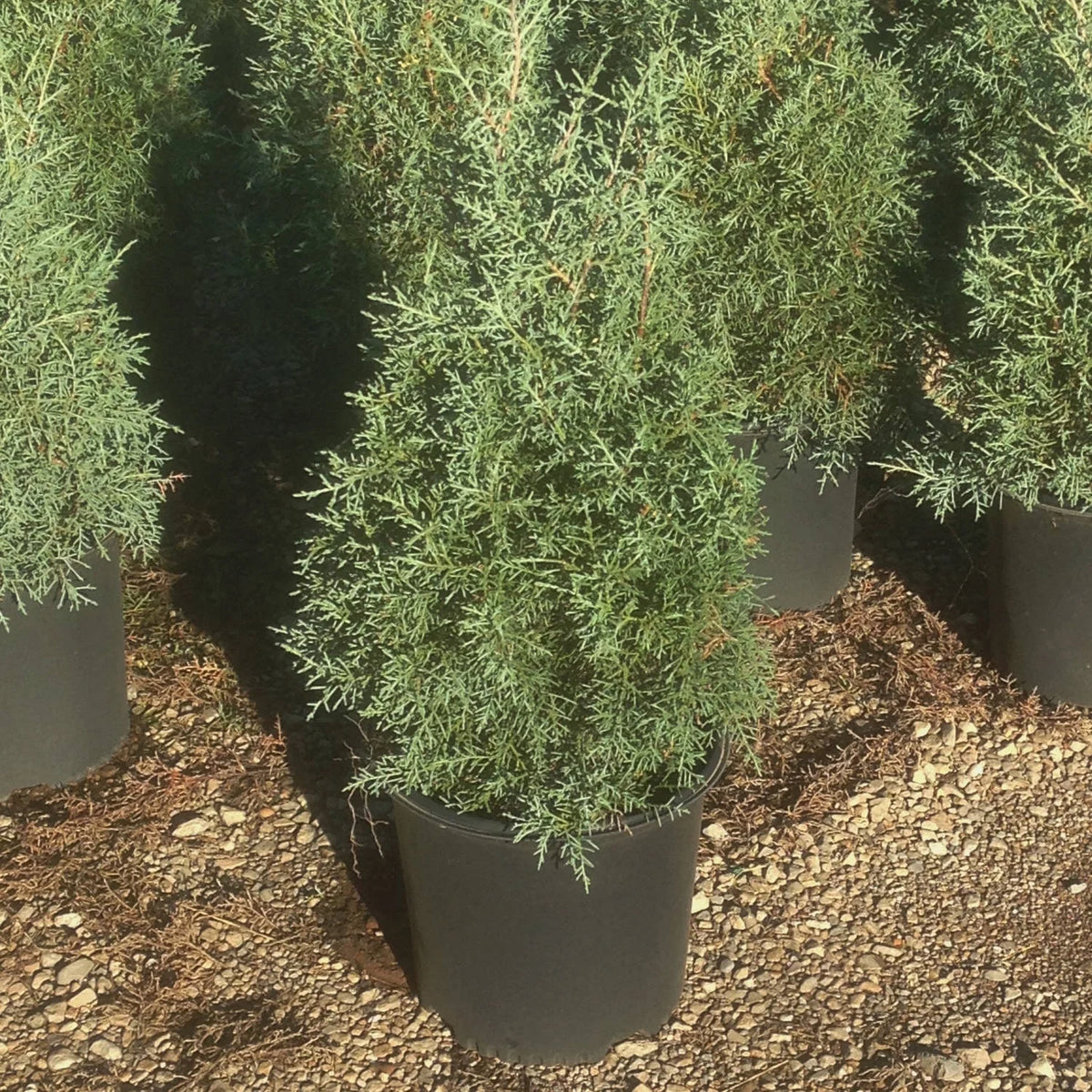 2.5 Gallon Evergreen Tree with Blue-Grey Foliage M586